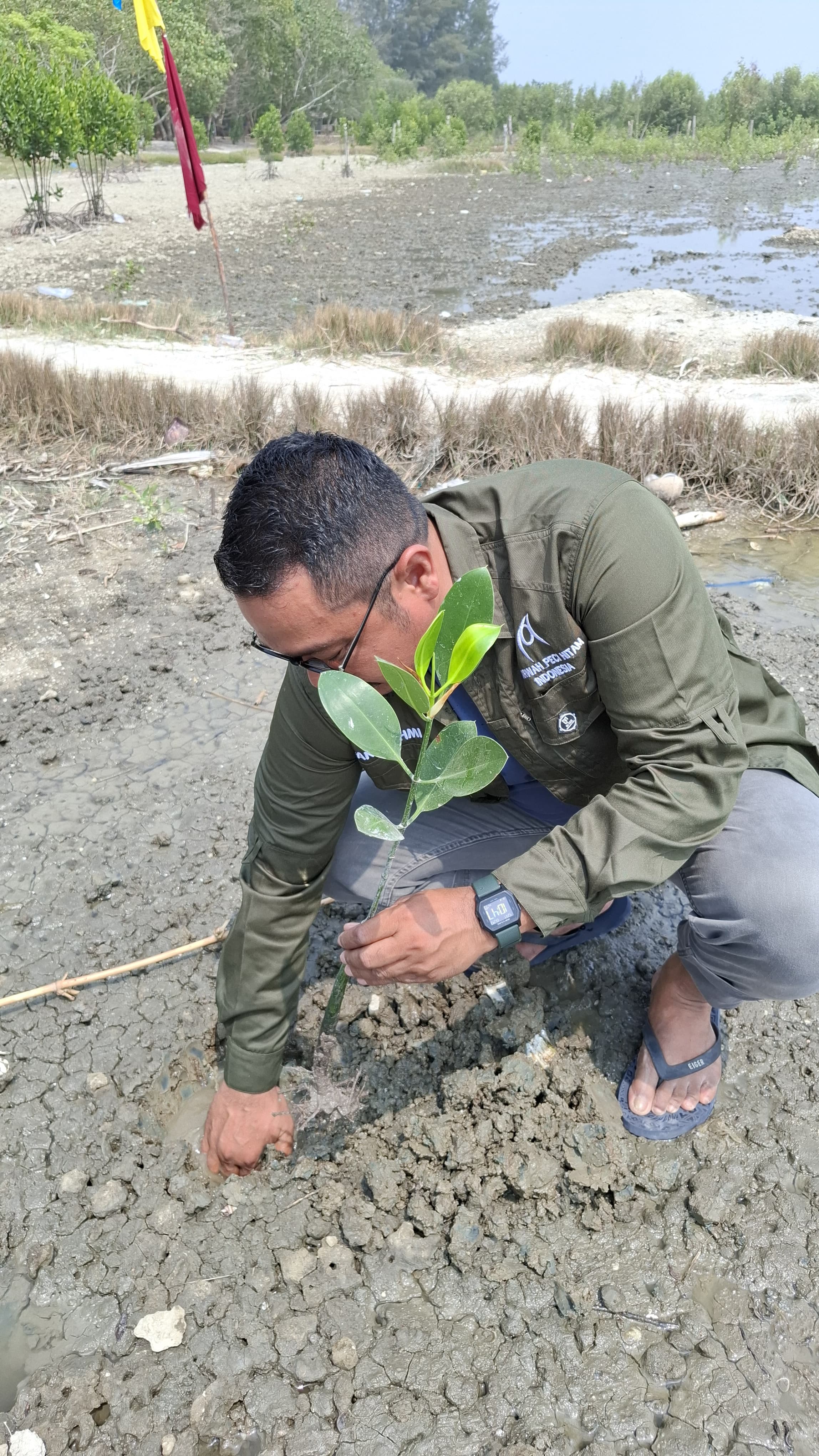 Menanam Mangrove